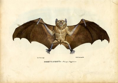 Egyptian Fruit Bat, 1863-79 by Raimundo Petraroja